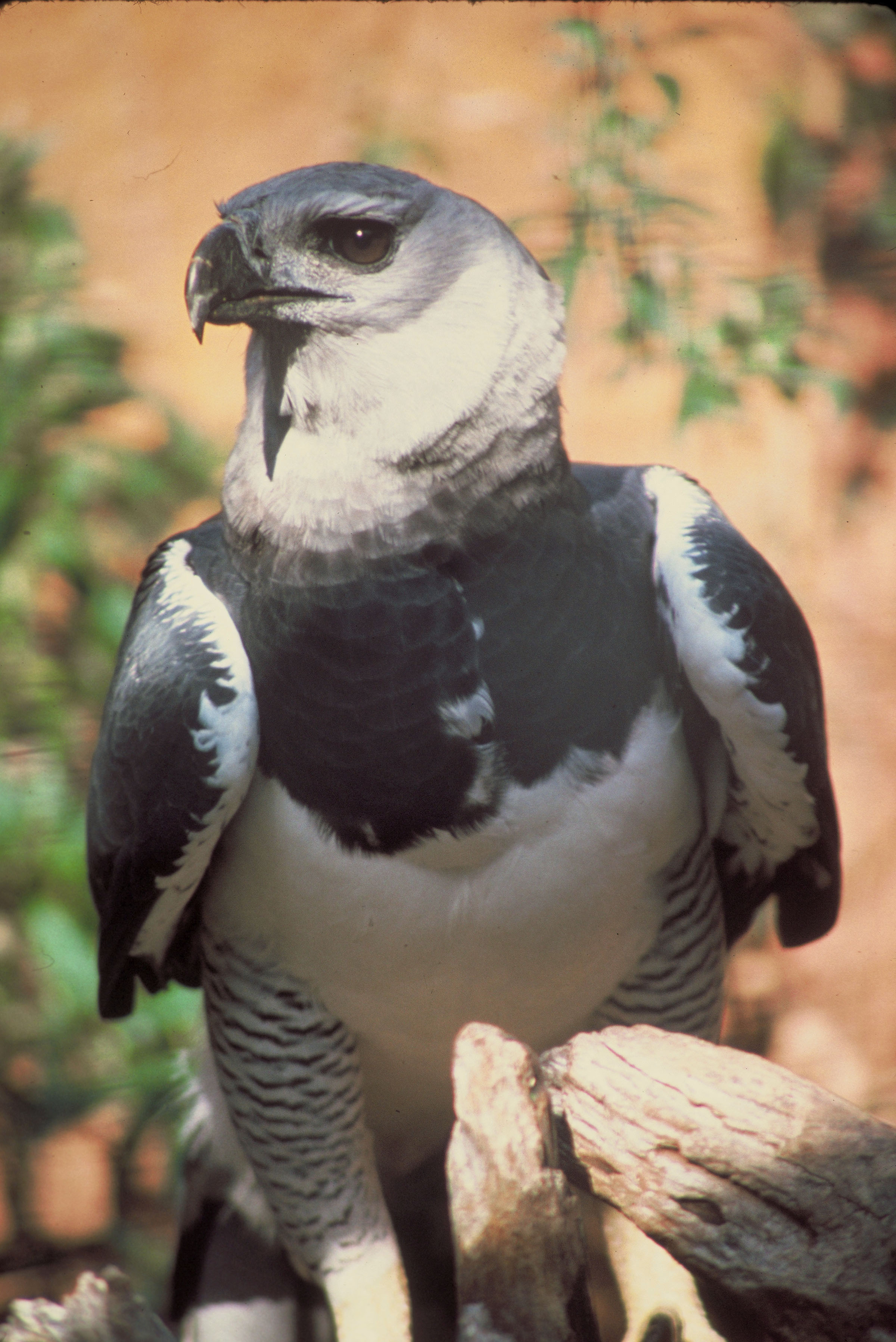 Harpy Eagle Harpy Eagle
